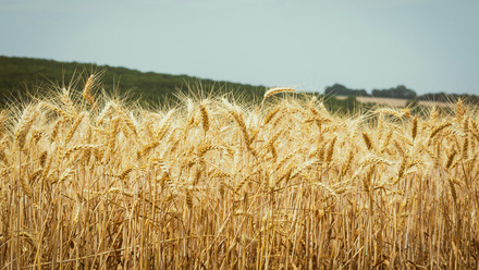 agricultural field