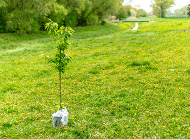 tree planting.jpg